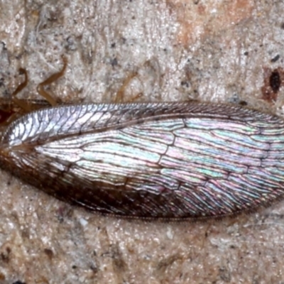 Psychobiella sp. (genus) (Brown Lacewing) at Majura, ACT - 20 Aug 2020 by jb2602
