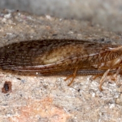 Psychobiella sp. (genus) at Majura, ACT - 20 Aug 2020