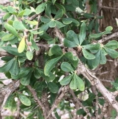 Lycium ferocissimum (African Boxthorn) at Mount Ainslie - 21 Aug 2020 by JaneR