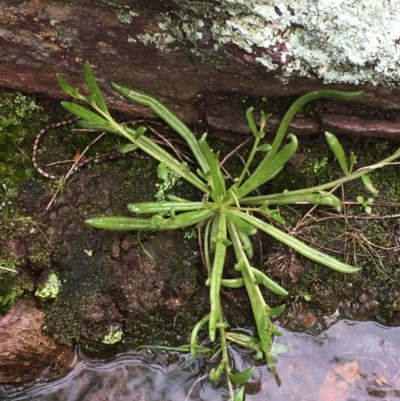 Calandrinia eremaea (Small Purslane) at Mount Ainslie - 22 Aug 2020 by JaneR