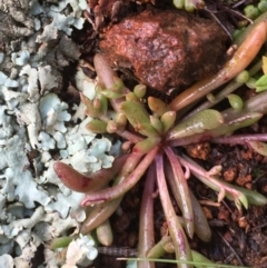 Calandrinia eremaea at Majura, ACT - 22 Aug 2020