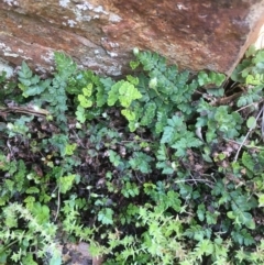 Cheilanthes sp. (Rock Fern) at Majura, ACT - 22 Aug 2020 by JaneR