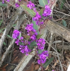 Hardenbergia violacea (False Sarsaparilla) at Mount Ainslie - 22 Aug 2020 by JaneR