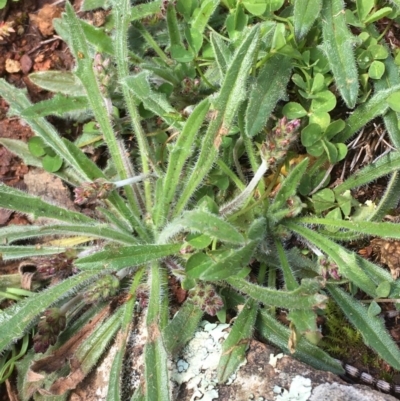 Plantago gaudichaudii (Narrow Plantain) at Mount Ainslie - 22 Aug 2020 by JaneR