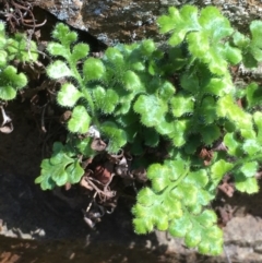 Pleurosorus rutifolius (Blanket Fern) at Mount Ainslie - 22 Aug 2020 by JaneR