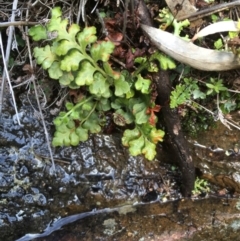 Asplenium subglandulosum at Majura, ACT - 22 Aug 2020