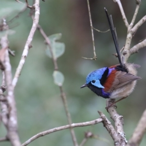 Malurus lamberti at Mirador, NSW - 22 Aug 2020