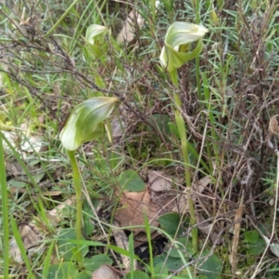 Pterostylis curta (Blunt Greenhood) at Nail Can Hill - 15 Aug 2020 by RosieS