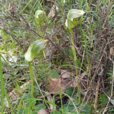 Pterostylis curta (Blunt Greenhood) at West Albury, NSW - 15 Aug 2020 by RosieS