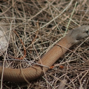 Pygopus lepidopodus at Moruya, NSW - 22 Aug 2020