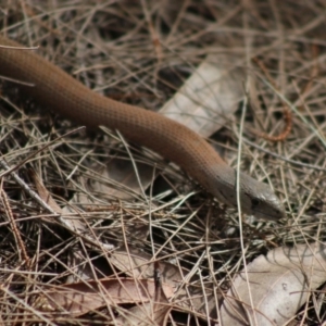 Pygopus lepidopodus at Moruya, NSW - 22 Aug 2020