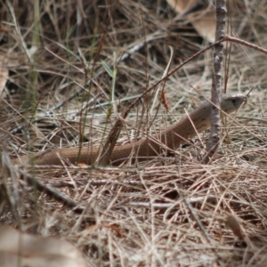 Pygopus lepidopodus at Moruya, NSW - 22 Aug 2020