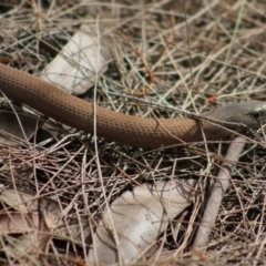 Pygopus lepidopodus at Moruya, NSW - suppressed