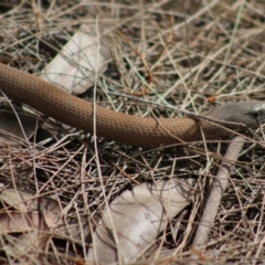 Pygopus lepidopodus at Moruya, NSW - 22 Aug 2020