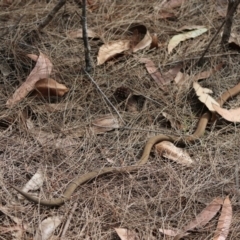 Pygopus lepidopodus at Moruya, NSW - suppressed