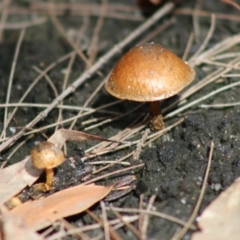 Pholiota highlandensis at Broulee Moruya Nature Observation Area - 22 Aug 2020 by LisaH