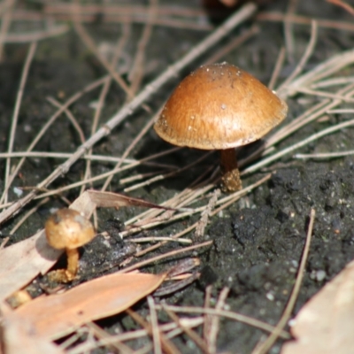 Pholiota highlandensis at Broulee Moruya Nature Observation Area - 22 Aug 2020 by LisaH