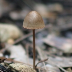 Panaeolus sp. at Broulee Moruya Nature Observation Area - 22 Aug 2020 by LisaH