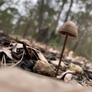 Panaeolus sp. at Moruya, NSW - suppressed