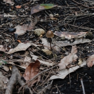 Panaeolus sp. at Moruya, NSW - suppressed