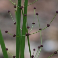 Lomandra multiflora (Many-flowered Matrush) at Broulee Moruya Nature Observation Area - 22 Aug 2020 by LisaH