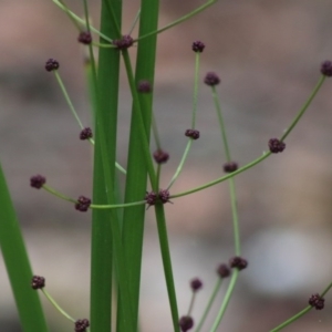 Lomandra multiflora at Moruya, NSW - 22 Aug 2020