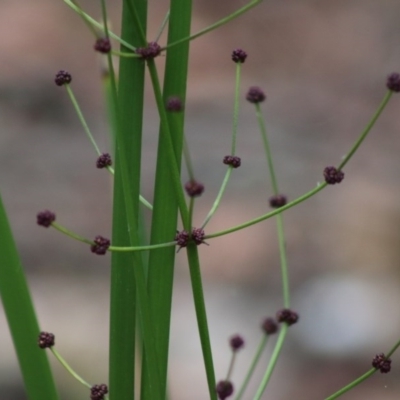 Lomandra multiflora (Many-flowered Matrush) at Moruya, NSW - 22 Aug 2020 by LisaH