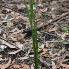 Lomandra multiflora at Moruya, NSW - 22 Aug 2020