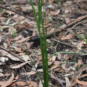 Lomandra multiflora at Moruya, NSW - suppressed