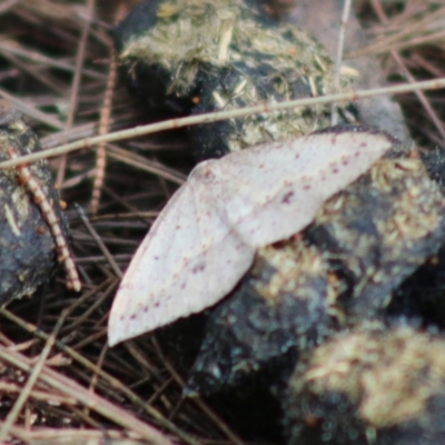 Casbia tanaoctena at Moruya, NSW - 22 Aug 2020 by LisaH