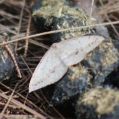 Unidentified Geometer moth (Geometridae) at Moruya, NSW - 22 Aug 2020 by LisaH