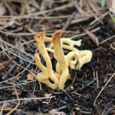 Clavulinopsis depokensis at Broulee Moruya Nature Observation Area - 22 Aug 2020 by LisaH