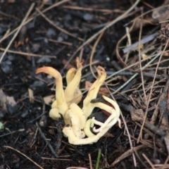 Clavulinopsis depokensis at suppressed - 22 Aug 2020