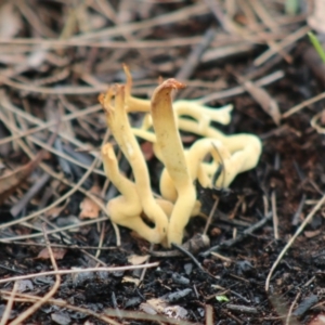 Clavulinopsis depokensis at suppressed - 22 Aug 2020