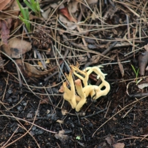 Clavulinopsis depokensis at suppressed - 22 Aug 2020