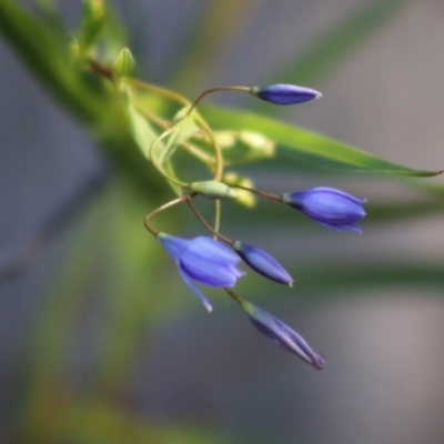 Stypandra glauca (Nodding Blue Lily) at Broulee Moruya Nature Observation Area - 22 Aug 2020 by LisaH