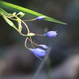 Stypandra glauca at Moruya, NSW - suppressed