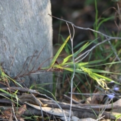Stypandra glauca at Moruya, NSW - 22 Aug 2020