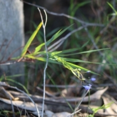 Stypandra glauca at Moruya, NSW - 22 Aug 2020