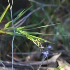 Stypandra glauca at Moruya, NSW - suppressed