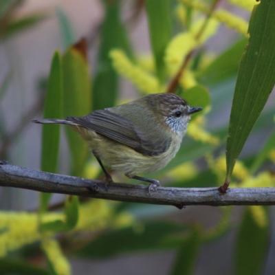 Acanthiza lineata (Striated Thornbill) at Broulee Moruya Nature Observation Area - 21 Aug 2020 by LisaH