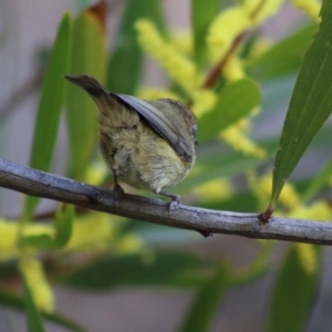 Acanthiza lineata at Moruya, NSW - suppressed