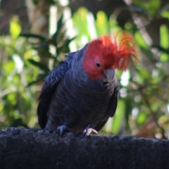 Callocephalon fimbriatum (Gang-gang Cockatoo) at Moruya, NSW - 21 Aug 2020 by LisaH