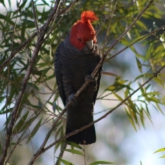 Callocephalon fimbriatum at Moruya, NSW - 22 Aug 2020