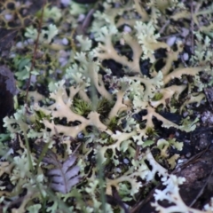 Cladia muelleri (A lichen) at Moruya, NSW - 21 Aug 2020 by LisaH
