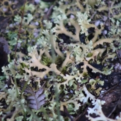 Cladia muelleri (A lichen) at Broulee Moruya Nature Observation Area - 22 Aug 2020 by LisaH