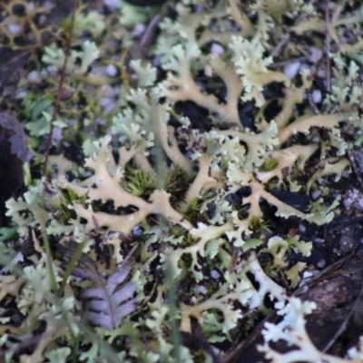 Cladia muelleri (A lichen) at Broulee Moruya Nature Observation Area - 21 Aug 2020 by LisaH