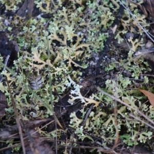 Cladia muelleri at Moruya, NSW - 22 Aug 2020