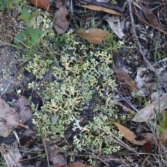 Cladia muelleri at Moruya, NSW - 22 Aug 2020