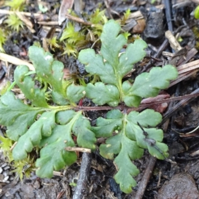 Cheilanthes austrotenuifolia (Rock Fern) at Carwoola, NSW - 16 Aug 2020 by JanetRussell